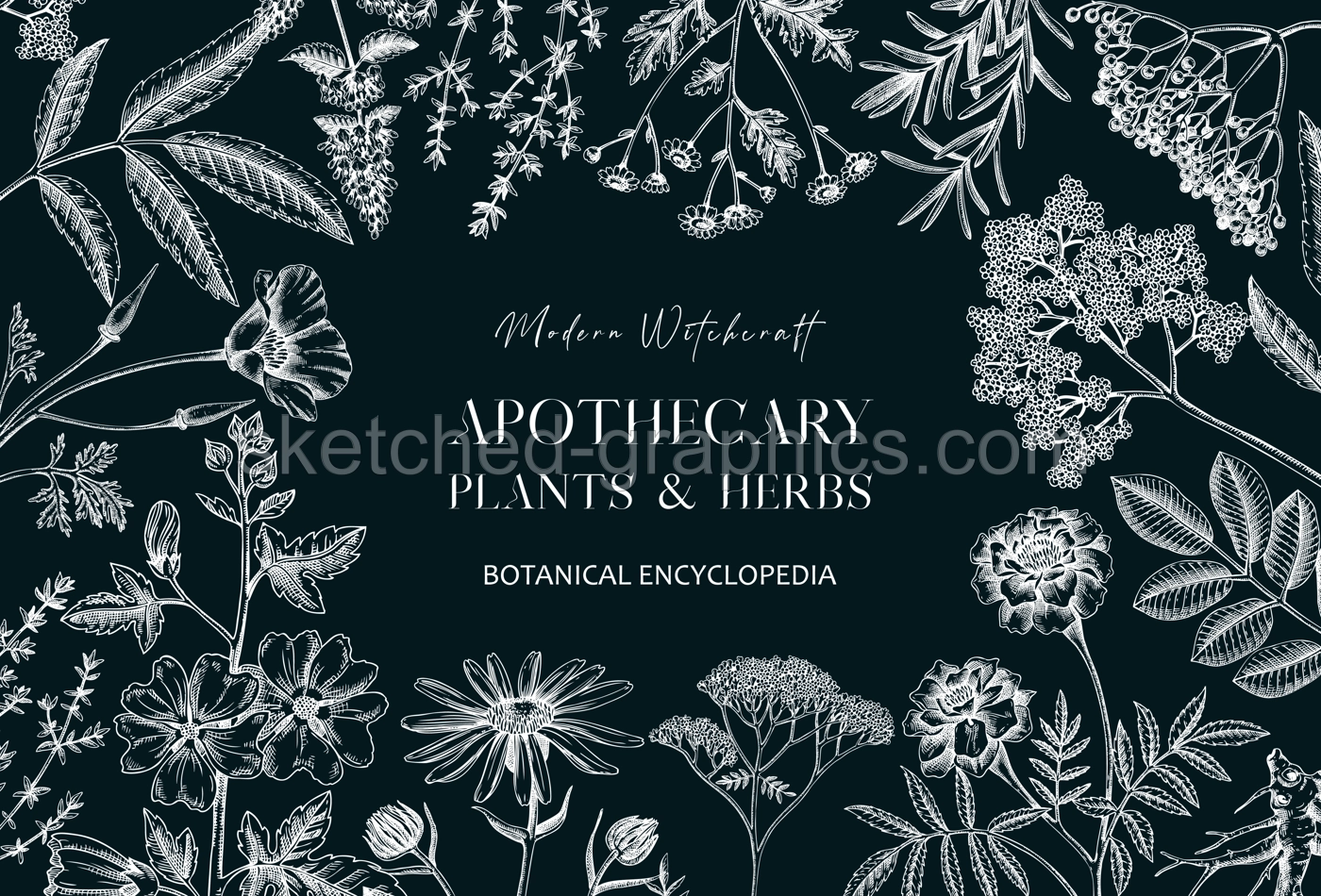 Apothecary plant banner design. Witchcraft background on chalkboard. Herbal remedies, medicinal plants, witch herbs hand-drawn vector illustration. Vinatge card template. NOT AI genereted Illustration